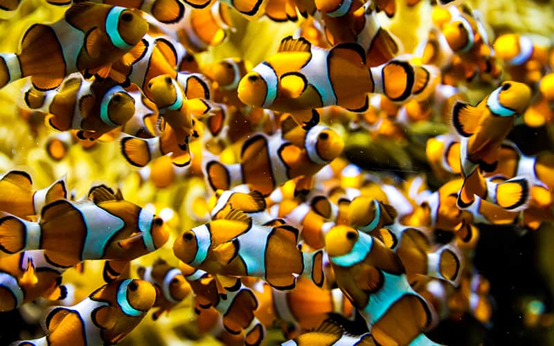 monaco Oceanographic